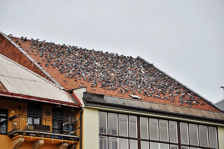 A2B Pest Control are able to install spikes to deter birds from roofs in Burton On Trent. 