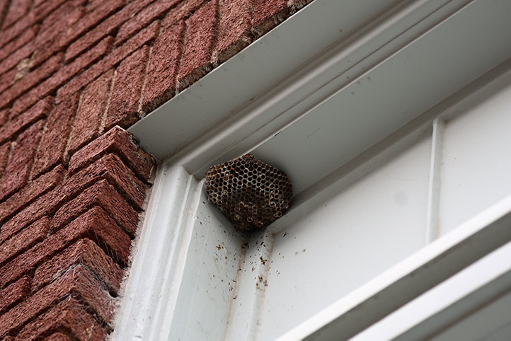 We provide a wasp nest removal service for domestic and commercial properties in Burton On Trent.